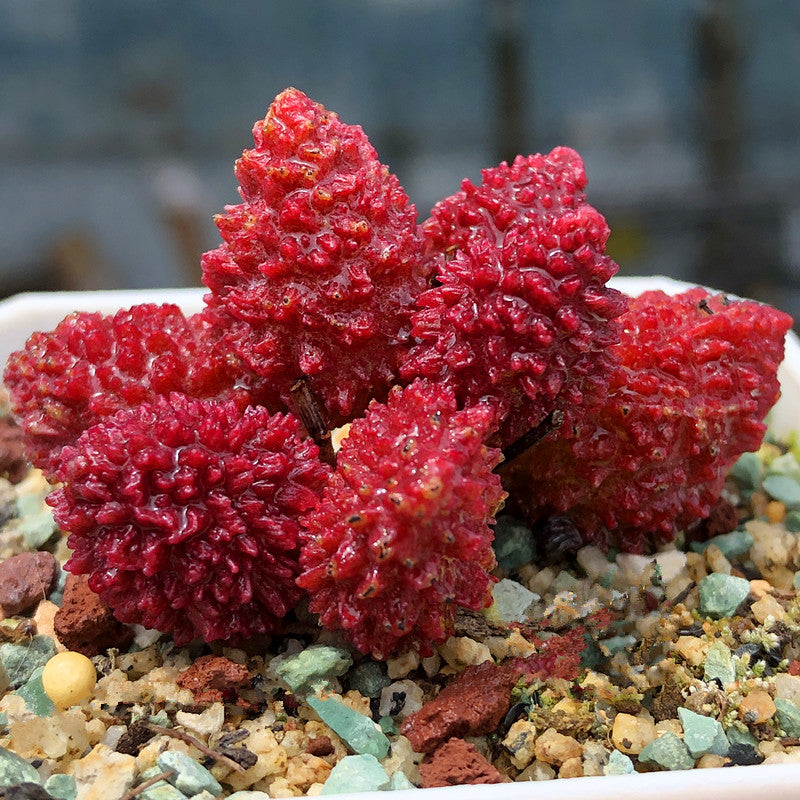 adromischus succulent Adromischus marianae var. herrei J. Pilbeam : Real Live Succulent Cactus  Plant