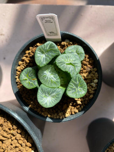 Real Live Succulent Cactus Plant :  Haworthia maughanii 'Tricolor'