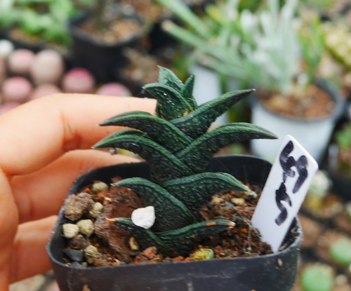 Haworthia nigra (Haw.) G. D. Rowley : Real Live Succulent Cactus Plant