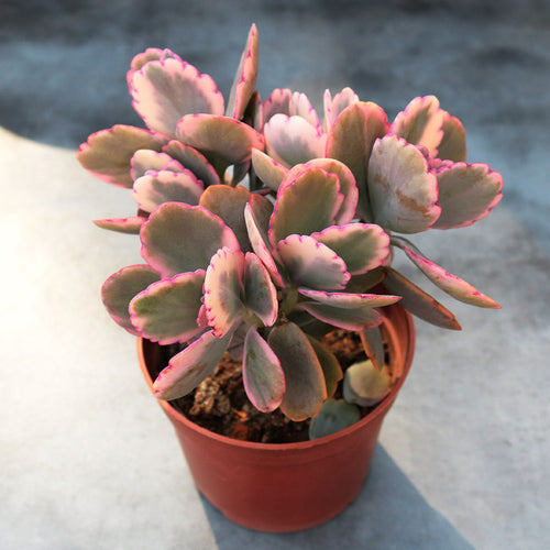 Real Live Succulent Cactus Plant :  Kalanchoe Fedtschenkoi 'Variegata'