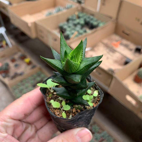 Haworthia coarctata Haw. : Real Live Succulent Cactus Plant