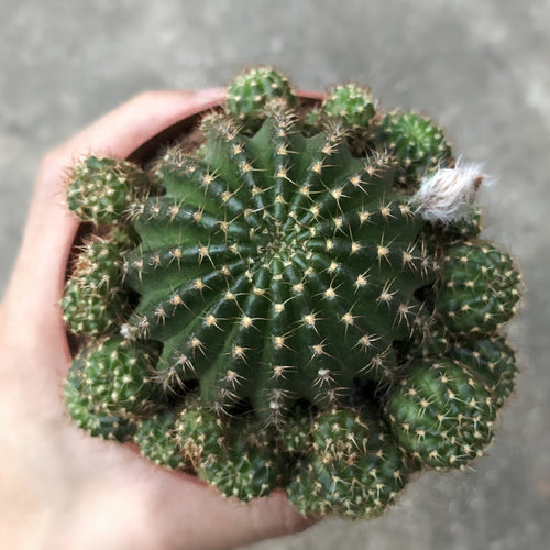 Real Live Succulent Cactus Plant :  Matucana aurantiaca(Vpl.) Bux