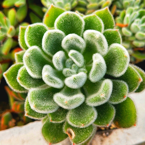 Real Live Succulent Cactus Plant :  Echeveria 'Bombycina'