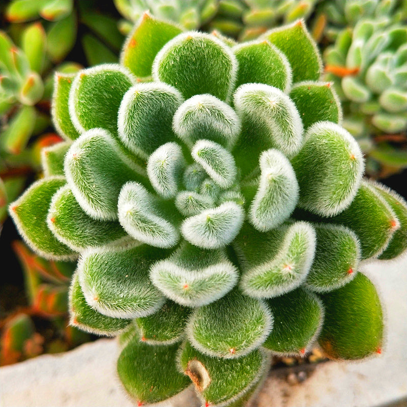 white velvet succulent Real Live Succulent Cactus Plant : Echeveria 'Bombycina' – Succulent Zone