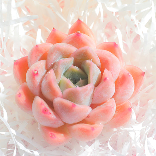 Real Live Succulent Cactus Plant :  Echeveria 'Simpson'