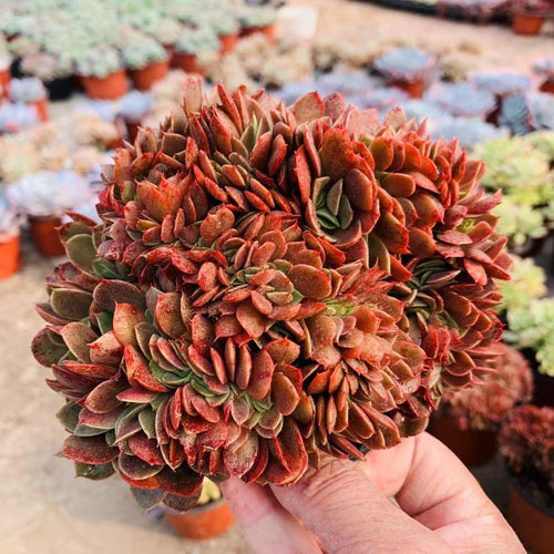 Real Live Succulent Cactus Plant :  Echeveria 'Yamato-no-Mai' cristata