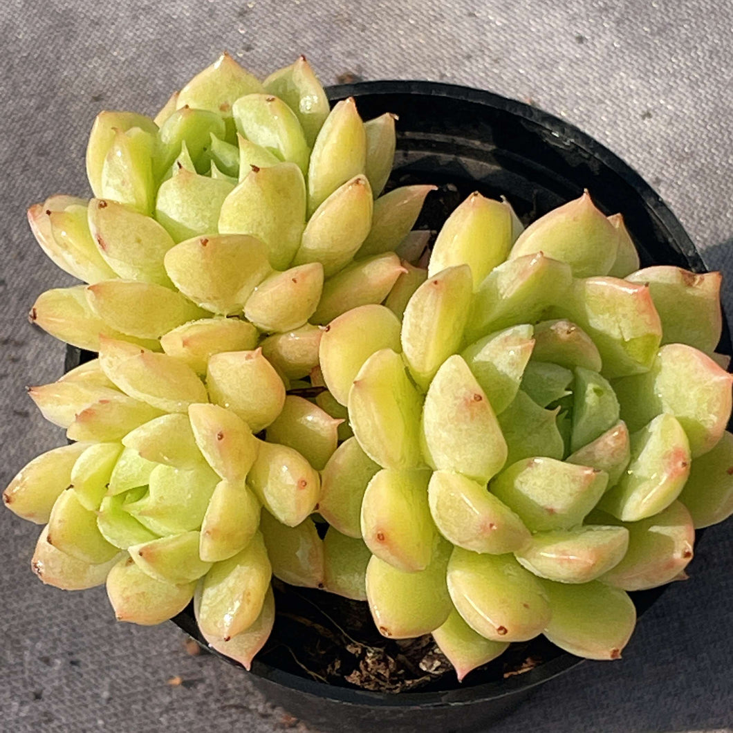are succulents real Real Live Succulent Cactus Plant : Echeveria Macadamia – Succulent Zone