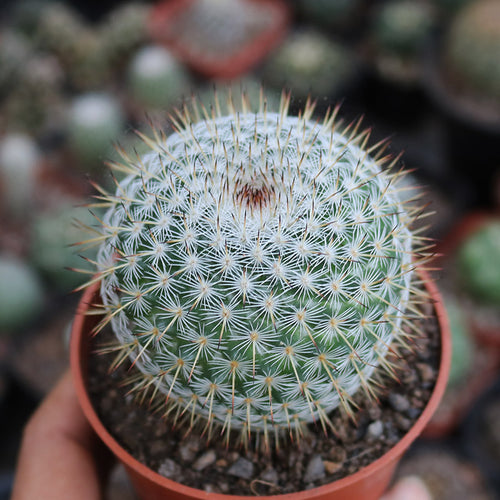 Mammillaria albilanata Backeberg : Real Live Succulent Cactus Plant