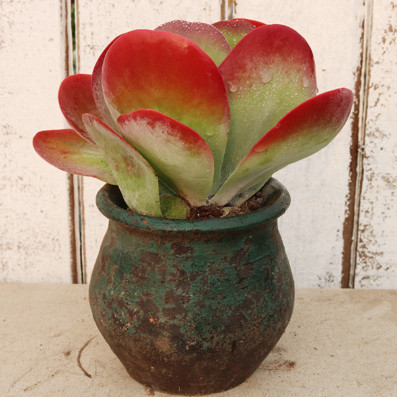Real Live Succulent Cactus Plant :  Kalanchoe Thyrsiflora