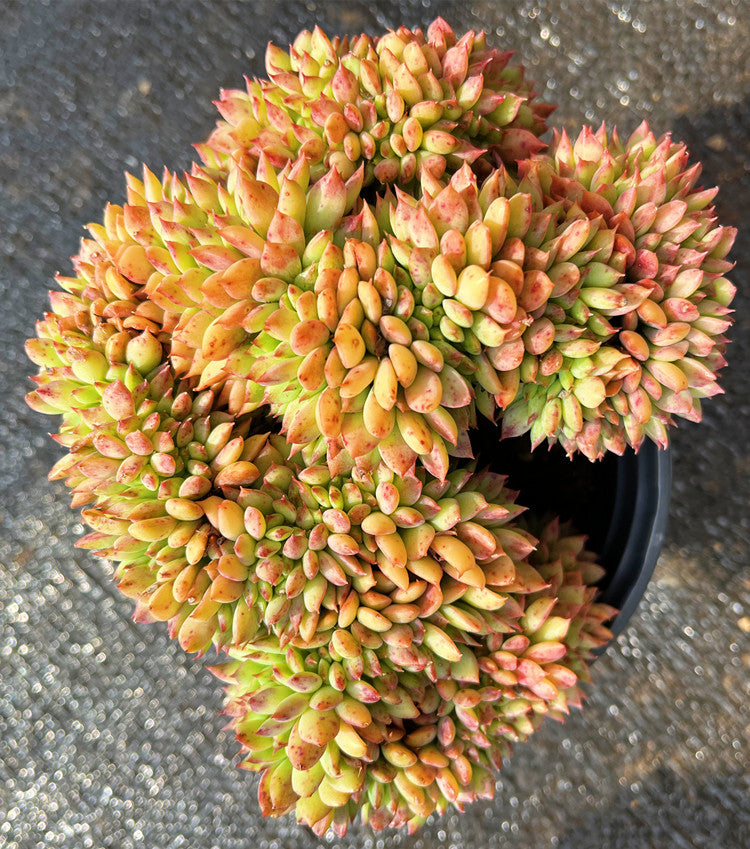 ramillette succulent Real Live Succulent Cactus Plant : Echeveria 'Ramillette Cristata'