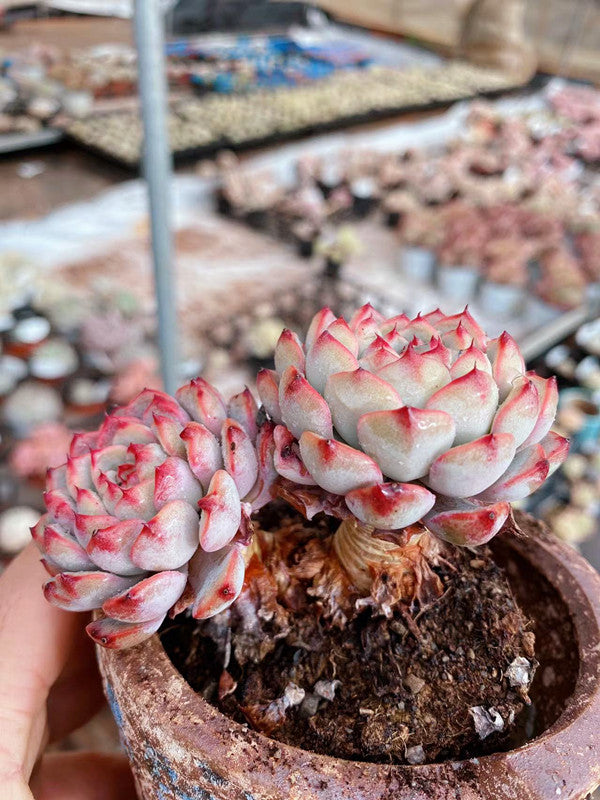 minima succulent Real Live Succulent Cactus Plant : Echeveria Pink Minima