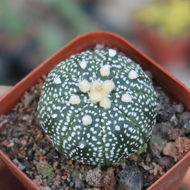 astrophytum succulent Astrophytum asterias 'Super' : Real Live Succulent Cactus Plant