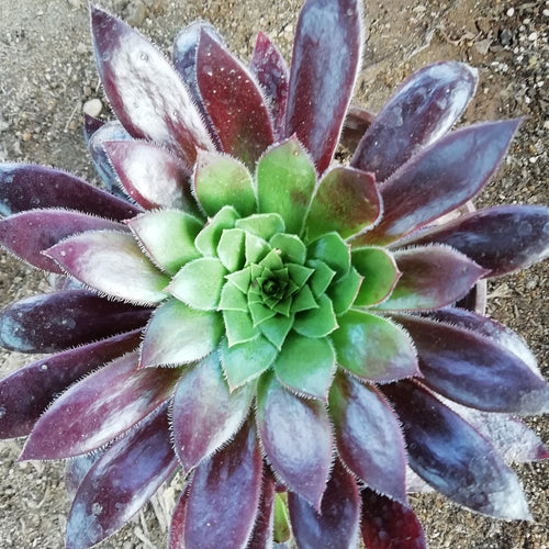 Real Live Succulent Cactus Plant :  Aeonium Firecracker