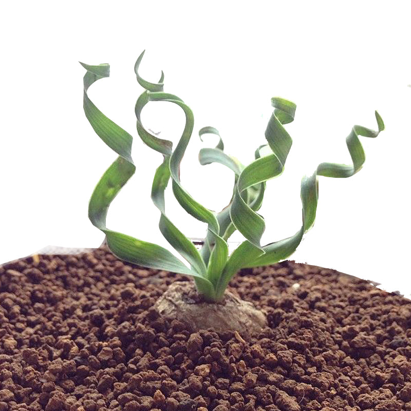 Real Live Succulent Cactus Plant :  Albuca namaquensis Baker Spiral Grass