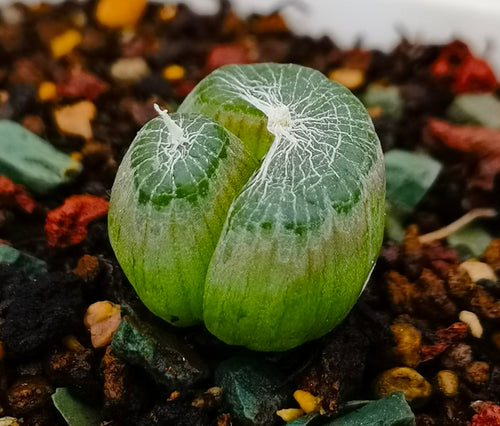 Real Live Succulent Cactus Plant :  Bulbine mesembryanthemoides mesembryanthoides