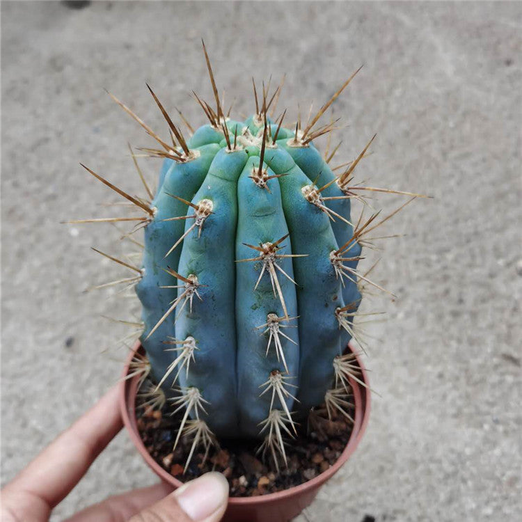 succulent blue cactus Real Live Succulent Cactus Plant : Browningia hertlingiana Blue Cereus