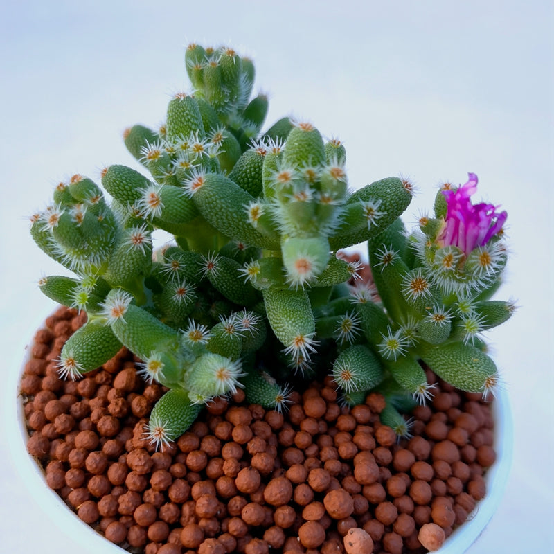 Trichodiadema densum (Haw.) Schwantes : Real Live Succulent Cactus Plant