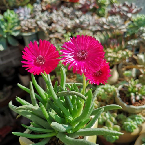 Cephalophyllum loreum (L.) Schwantes : Real Live Succulent Cactus Plant