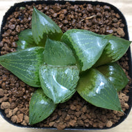 Haworthia 'Urahanya' : Real Live Succulent Cactus Plant
