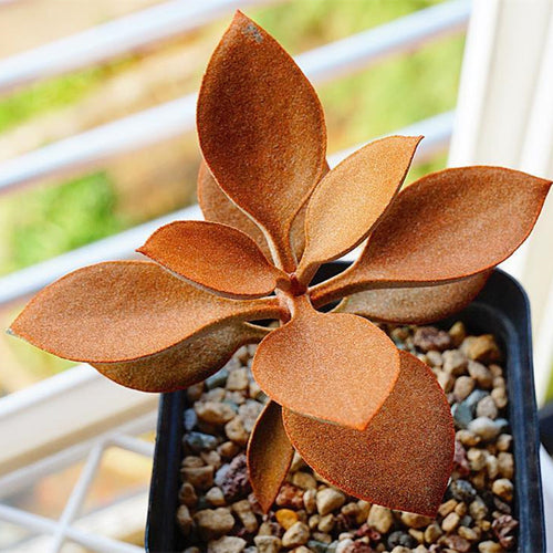 Real Live Succulent Cactus Plant :  Kalanchoe orgyalis Baker