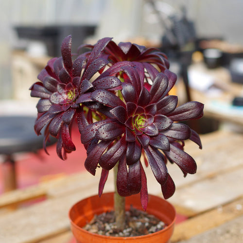 Real Live Succulent Cactus Plant : Aeonium arboreum var. atropurpureum 'Schwarzkopf'