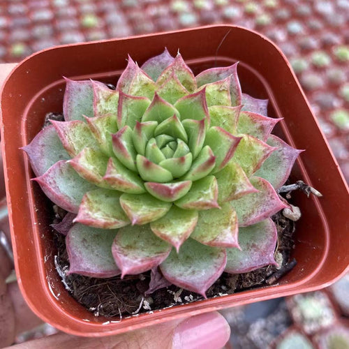 Real Live Succulent Cactus Plant :  Echeveria Small Conch