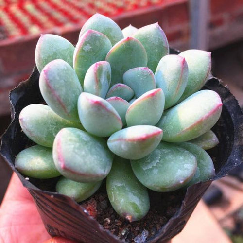 Real Live Succulent Cactus Plant :  Echeveria 'King Midas'