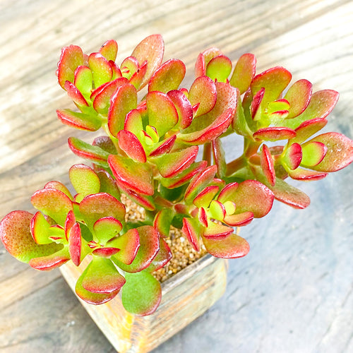 Real Live Succulent Cactus Plant : Crassula ovata 'Hummel's Sunset'