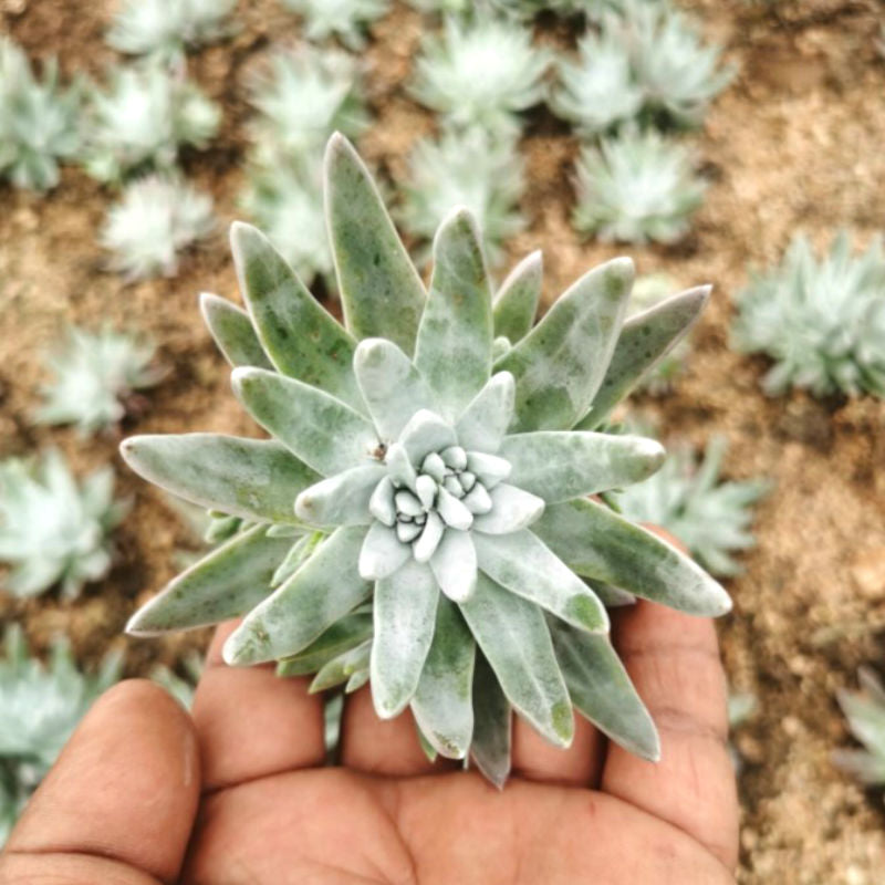 Real Live Succulent Cactus Plant :  Dudleya 'White Greenii'