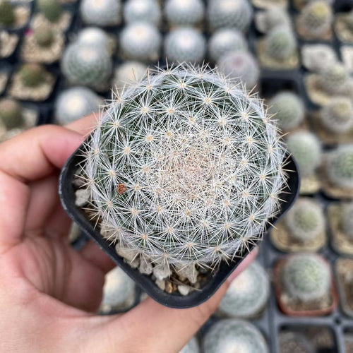 Mammillaria estanzuelensi H. A. Möller ex A. Berger : Real Live Succulent Cactus Plant