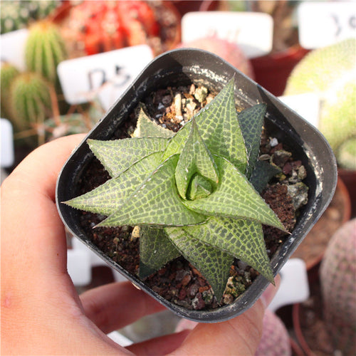 Haworthia tessellata (Haw.) G. D. Rowley : Real Live Succulent Cactus Plant