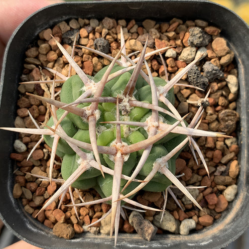 Real Live Succulent Cactus Plant :  Gymnocalycium ambatoense