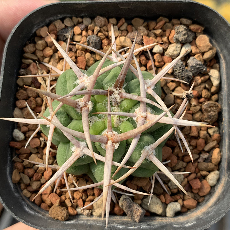 Real Live Succulent Cactus Plant : Gymnocalycium ambatoense
