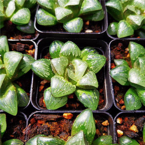 Haworthia 'Gingame' : Real Live Succulent Cactus Plant