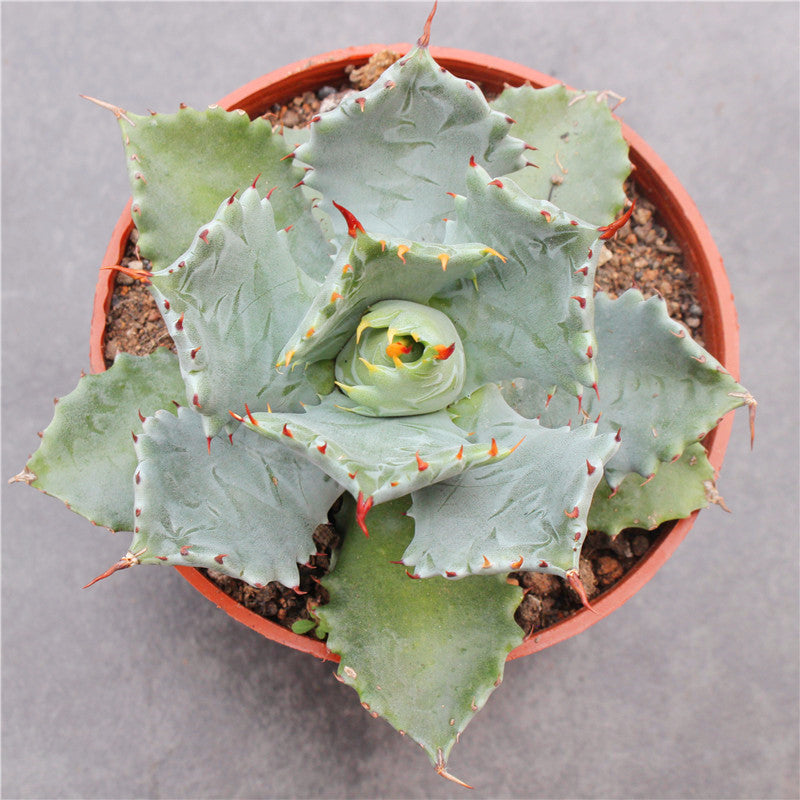 Real Live Succulent Cactus Plant :  Agave Isthmensis Dwarf Butterfly