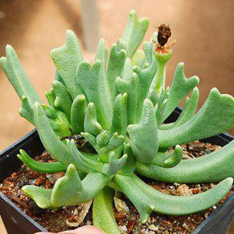 Rhombophyllum nelii Schwantes : Real Live Succulent Cactus Plant