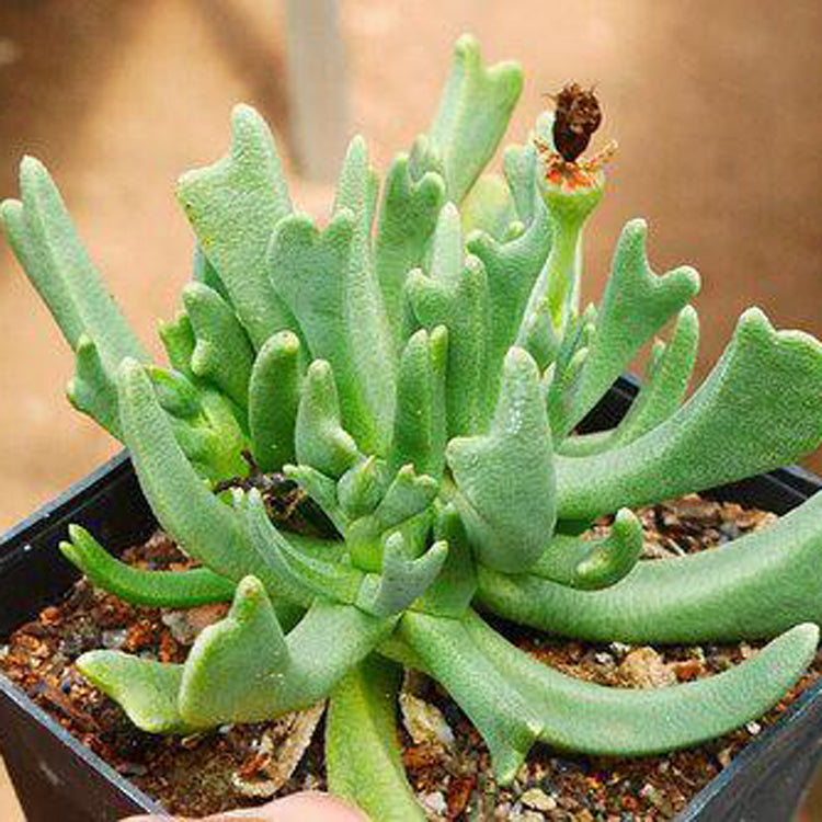 succulent live plant Rhombophyllum nelii Schwantes : Real Live Succulent Cactus Plant – Succulent  Zone