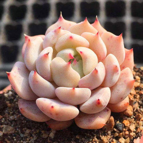 Real Live Succulent Cactus Plant :  Echeveria 'Alienor'