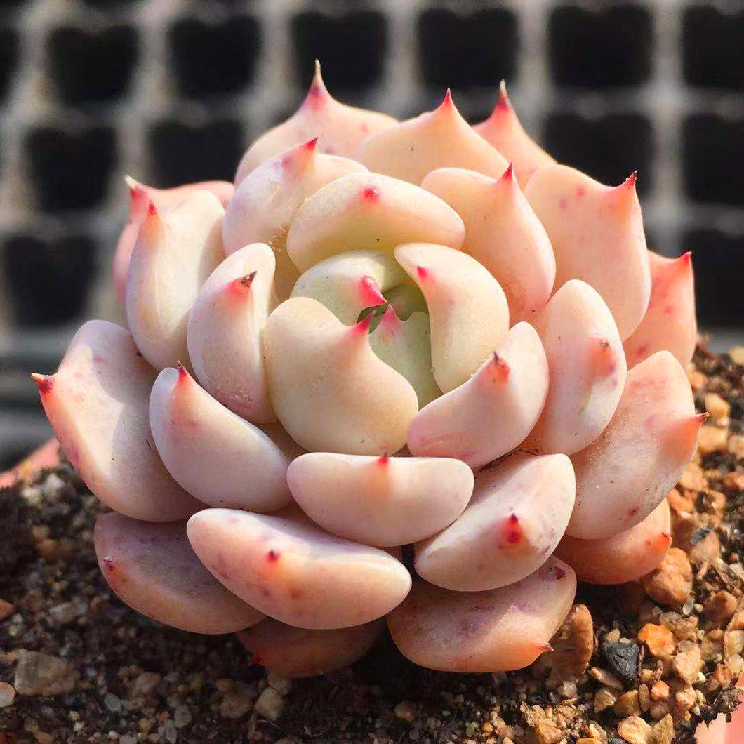 echeveria air plant Real Live Succulent Cactus Plant : Echeveria 'Alienor' – Succulent Zone