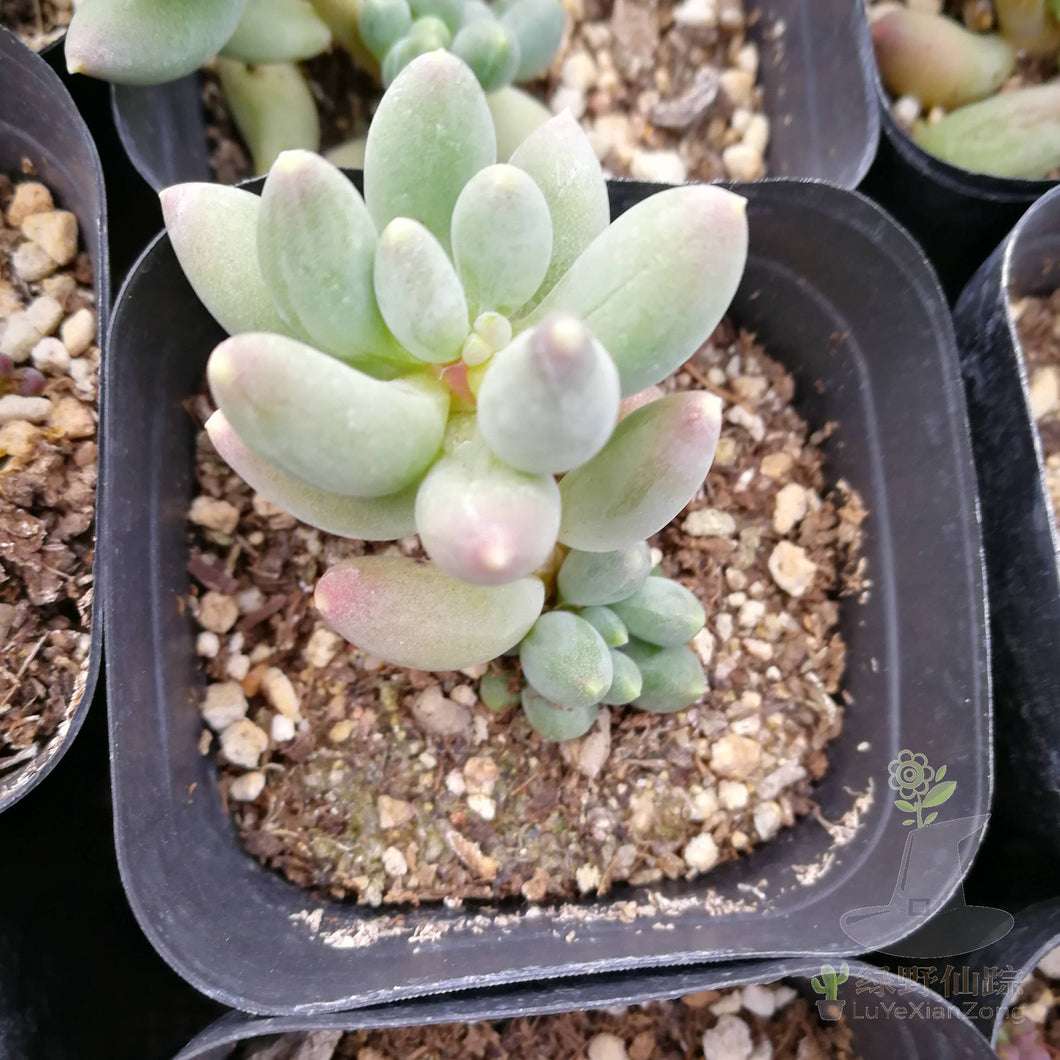 Pachyphytum hookeri (Salm-Dyck) A. Berger : Real Live Succulent Cactus Plant