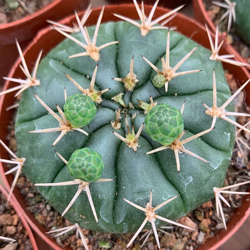 Real Live Succulent Cactus Plant : Gymnocalycium eurypleurum – Succulent  Zone