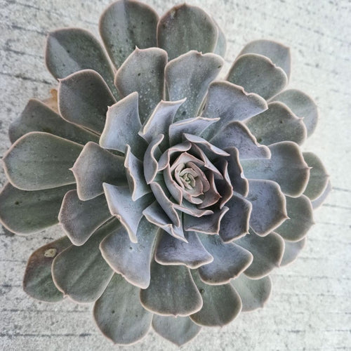 Real Live Succulent Cactus Plant :  Echeveria runyonii San Carlos