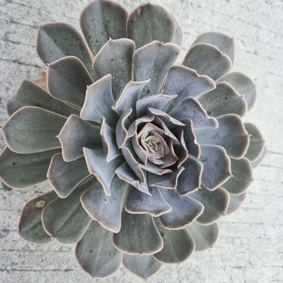 runyonii succulent Real Live Succulent Cactus Plant : Echeveria runyonii San Carlos – Succulent Zone
