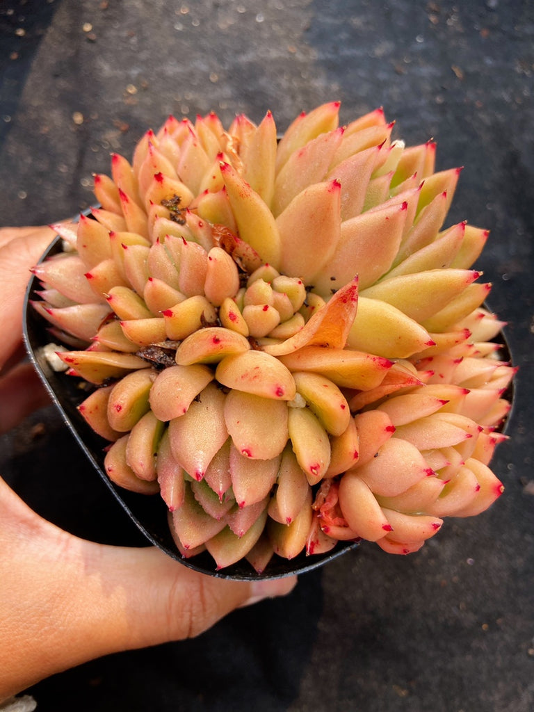 Real Live Succulent Cactus Plant : Echeveria agavoides Miranda ...