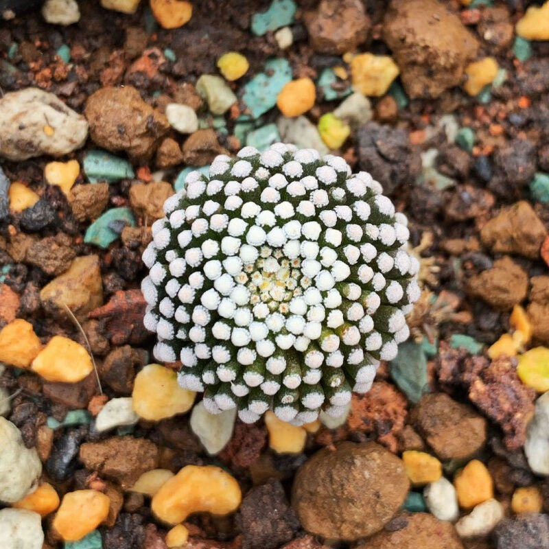 Mammillaria luehyi G. S. Hinton : Real Live Succulent Cactus Plant