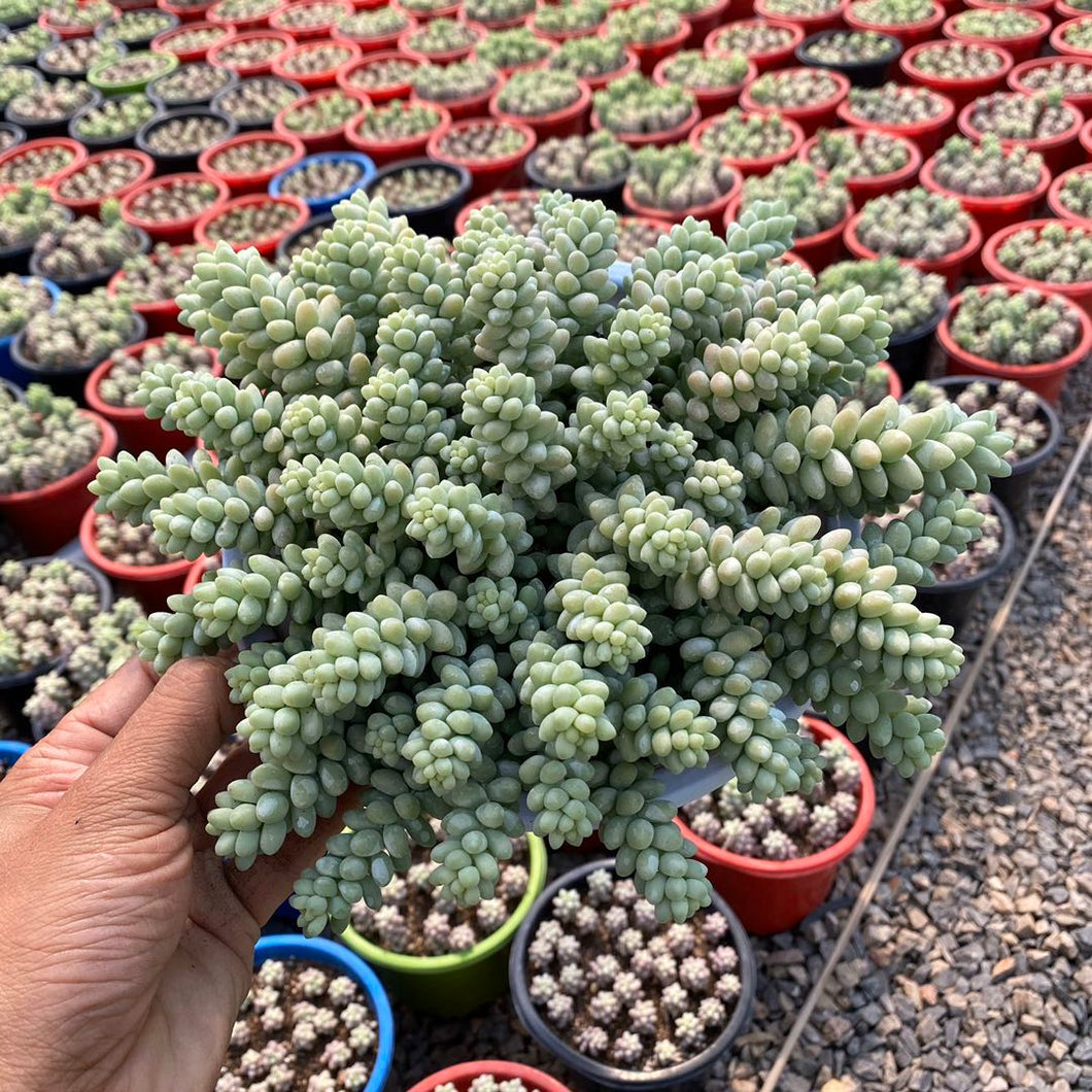 Real Live Succulent Cactus Plant :  Sedum burrito Moran Cluster