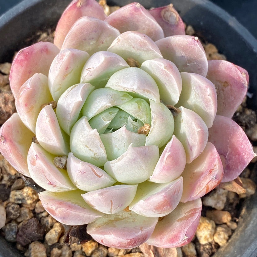 echeveria white rose succulent Real Live Succulent Cactus Plant : Echeveria Cream Rose – Succulent Zone