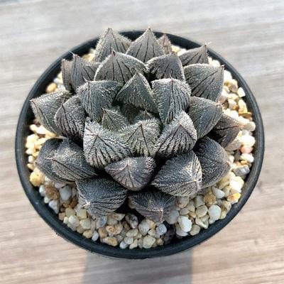 Haworthia emelyae 'Hakugin Emaki' : Real Live Succulent Cactus Plant