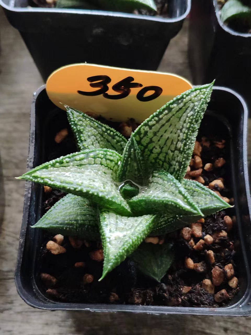 Haworthia 'Kintai-kyou' : Real Live Succulent Cactus Plant