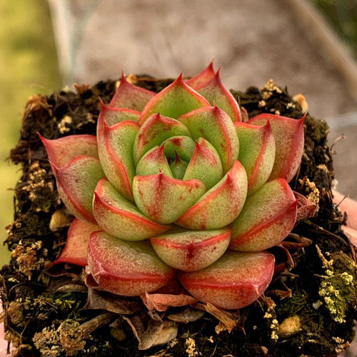 Real Live Succulent Cactus Plant :  Echeveria purpusorum 'Royal Crown'